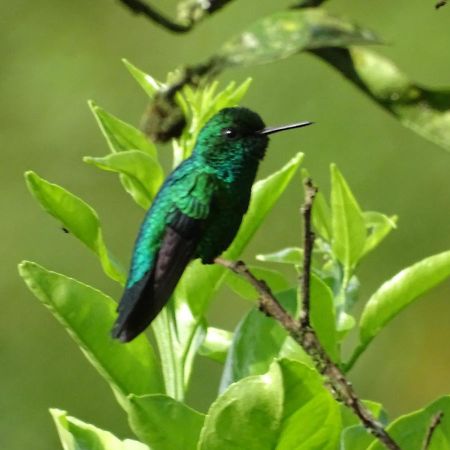 Hacienda Guayabal Villa Chinchiná Kültér fotó
