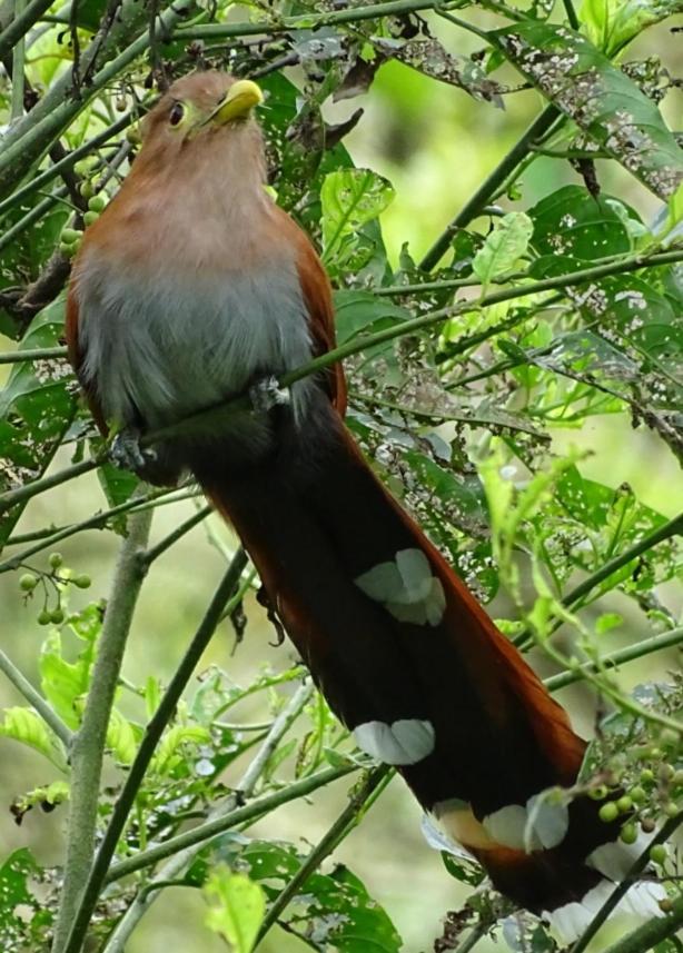 Hacienda Guayabal Villa Chinchiná Kültér fotó