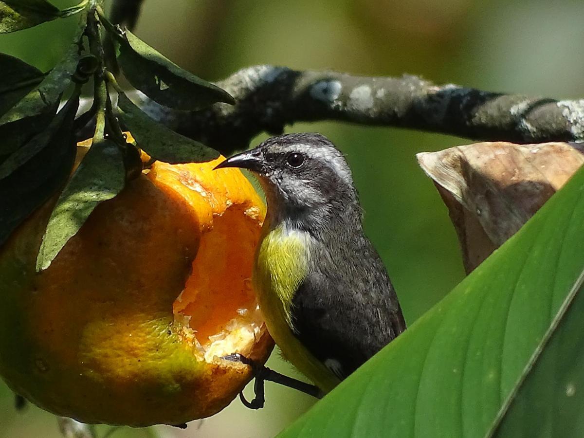 Hacienda Guayabal Villa Chinchiná Kültér fotó