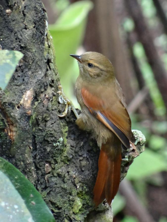 Hacienda Guayabal Villa Chinchiná Kültér fotó